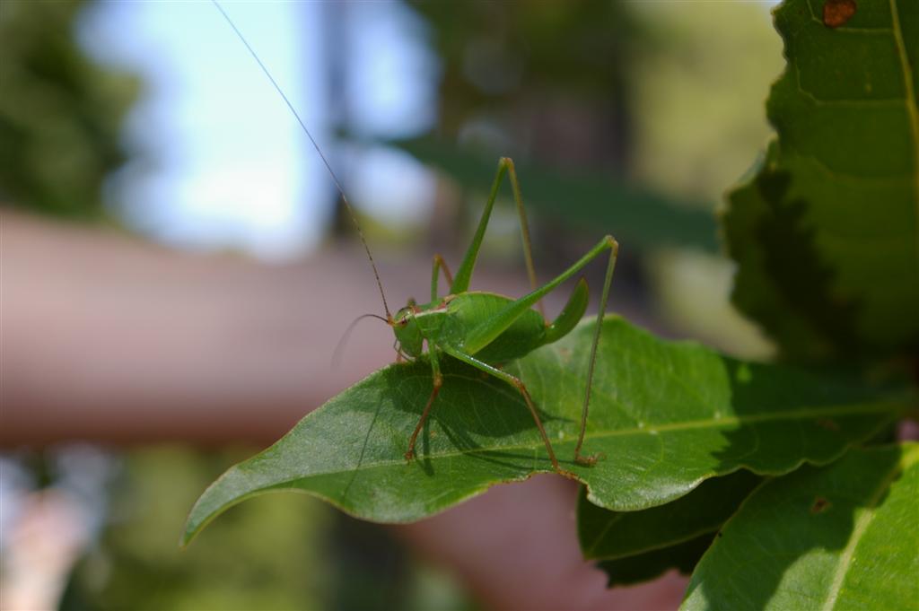 Leptophyes punctatissima (Phaneropteridae)